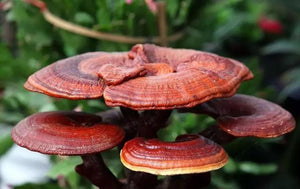 The Amazing Benefits of Red Reishi Mushrooms